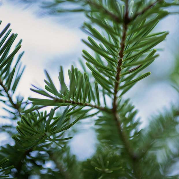 Fudge Factory Farm - Christmas Trees